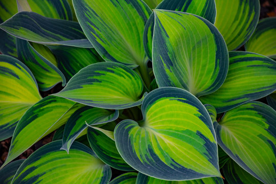 Nature photography is a wide range of photography taken outdoors and devoted to displaying natural elements such as landscapes, wildlife, plants, and close-ups of natural scenes and textures.