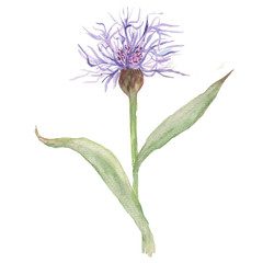 цветок акварелью фиолетовый - 224190209
