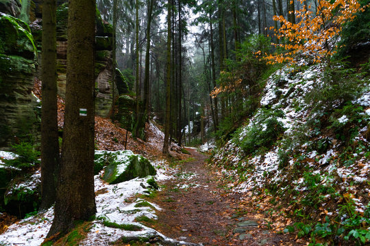 Snowy path in the forest with tourist mark on the tree