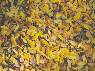Autumn Leaves Background. Colorful autumn leaves