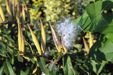 Asclepias tuberosa plants with seeds and fruits