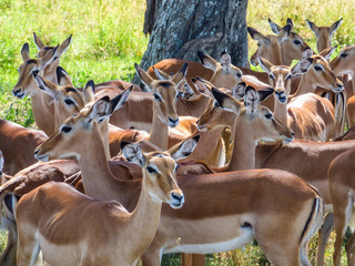 A flock of impala cools in the shadow under a tree on the savannah in Serengeti, Tanzania.
