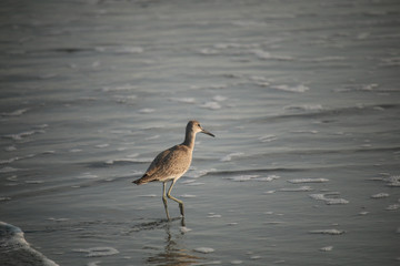 Sea bird in water
