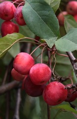 red fruits of crabapple tree close up