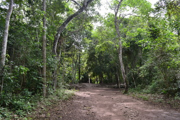 Fototapeta na wymiar Pasillo en la selva