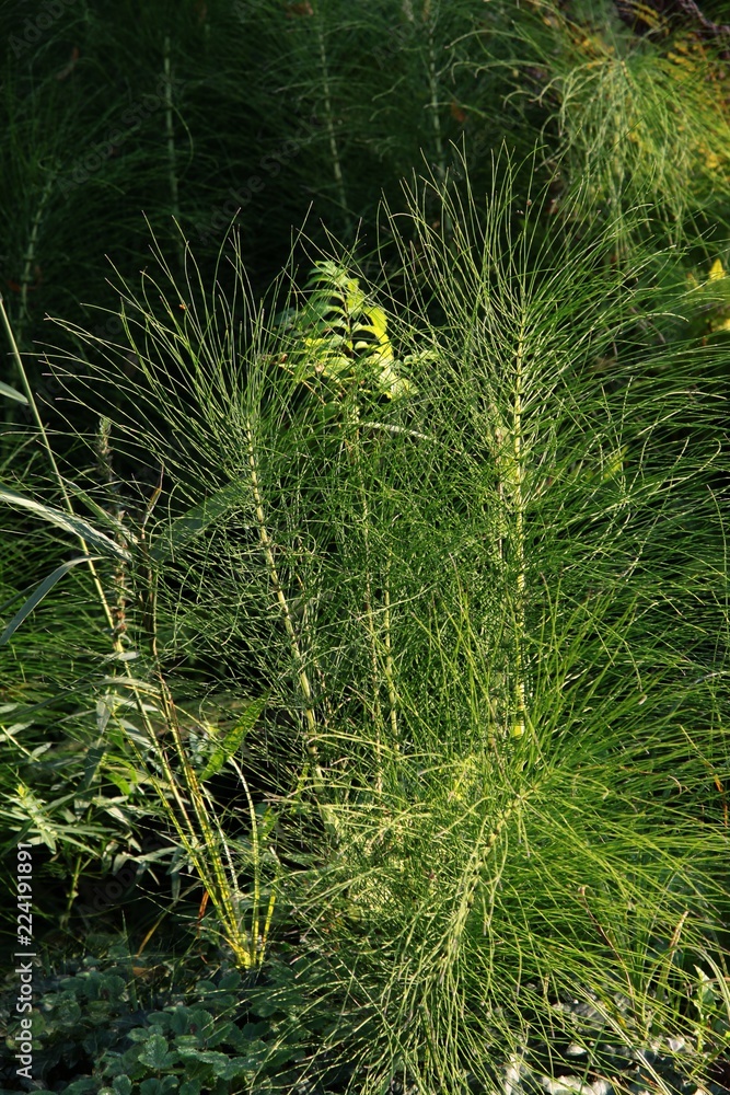 Wall mural green plant of Equisetum maximum plant