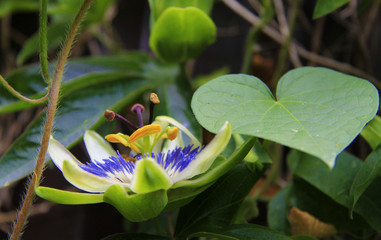 Passion flower blooming in tropical garden. Passiflora blossoming outdoors