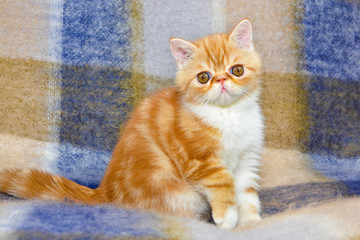 Fototapeta na wymiar Little kitten exotic breed color red marble sitting on the couch 