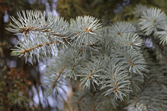Blue spruce tree pins background in horisontal position