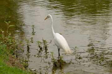 Heron