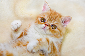 Little kitten exotic breed color red marble lying on the couch    
