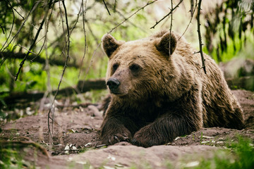 bär liegt auf bem boden in einem wald