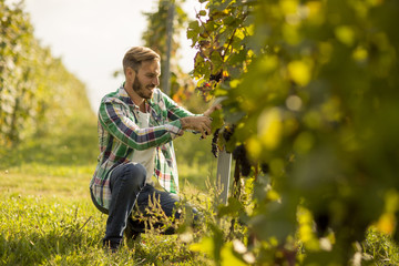 Young man working in the vineyard