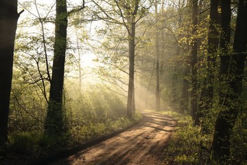 Dirt road through the oak forest in the morning - 224193443