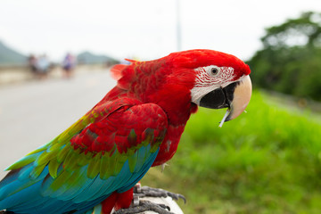 Beautiful parrot bird, Greenwinged Macaw.