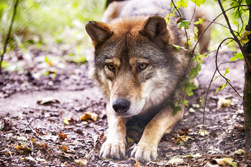 wolf schaut in die augen