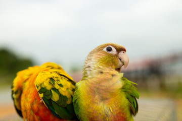 Beautiful couple yellow Sun conure parrot love and take care of together., Sun Conures on the cage.