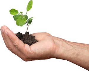 Fototapeta na wymiar Green plant with soil in human hand isolated on white