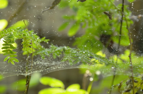 drop of water on spider net in garden