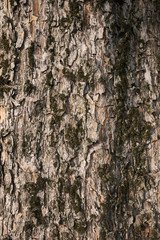 Catalpa bignonioides