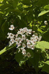 Catalpa bignonioides