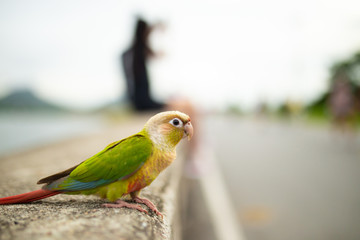 Obraz premium Young fischeri lovebird.