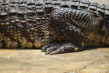  Crocodile farm