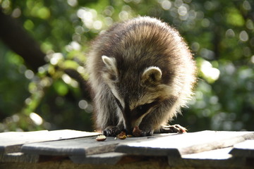 Heimattierpark Greifswald