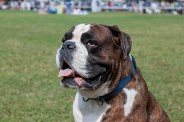 Brindle boxer puppy with white markings is sitting on a summer meadow. Close up. Pet animals.