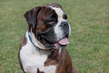 Brindle boxer puppy with lolling tongue is sitting on a green meadow. Pet animals.