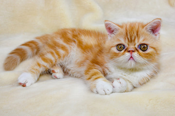 Little kitten exotic breed color red marble lying on the couch    