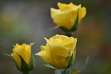 Naklejka premium yellow rose