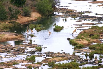 Kruger 7