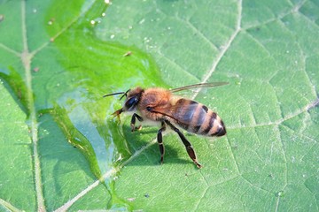 Bee drinking dew on a green leaf, closeup