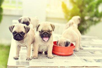 Cute puppies Pug playing together on marble table
