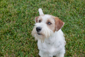Cute jack russell terrier puppy is standing on a green meadow. Pet animals.