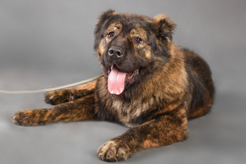 Brown Caucasian Shepherd Dog in studio