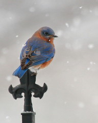 A male Eastern Bluebird perches near a feeder during a winter snowstorm. 
