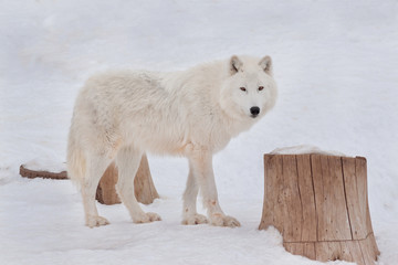 Fototapeta premium Dziki alaskański wilk tundra patrzy w kamerę. Canis lupus arctos. Wilk polarny lub biały wilk.