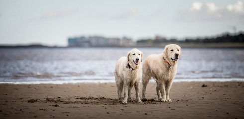 The Golden Retriever