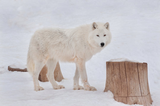 Wild alaskan tundra wolf is looking at the camera. Canis lupus arctos. Polar wolf or white wolf.