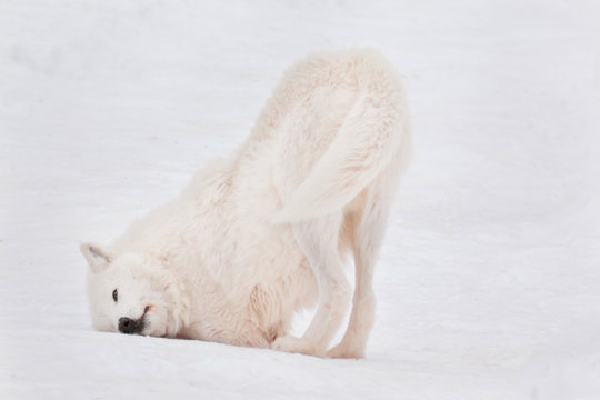 Wild alaskan tundra wolf is wallowing in the white snow. Canis lupus arctos.