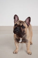 Black masked fawn french bulldog puppy is standing on tiled floor. Pet animals.