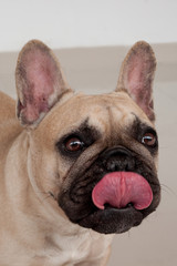 Black masked fawn french bulldog puppy close up. Pet animals.