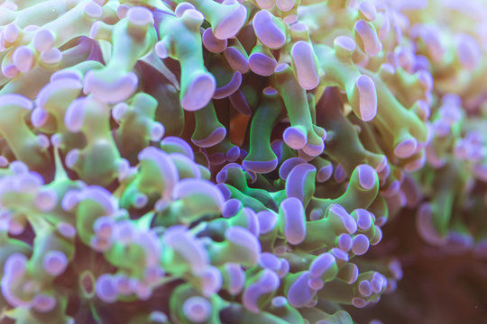 Euphyllia corallo marino