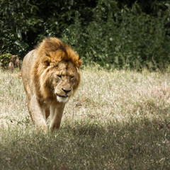 A tired male lion walks against the shadow. Ngorongoro crater conservation area Tanzania.