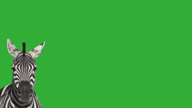 head of a zebra on a green screen