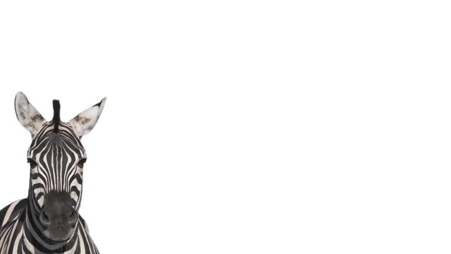 zebra on a white background