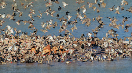 Flock of red-billed queleas (Quelea quelea) drinking water, Etosha National Park, Namibia.