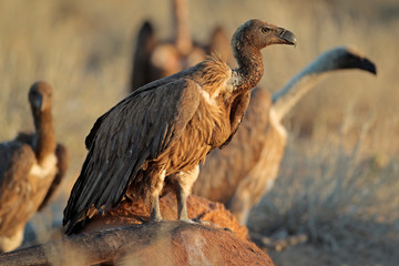 White-backed vultures (Gyps africanus) scavenging on a carcass, South Africa.